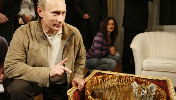 Prime Minister Vladimir Putin presented to journalists a tiger cub which he was given for his birthday on October 7. A 2.5 month-old Siberian tigress will soon move from the Novo-Ogaryovo residence to the Zoo. (File) - Sputnik International