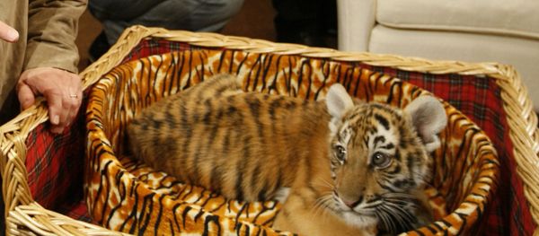 Prime Minister Vladimir Putin presented to journalists a tiger cub which he was given for his birthday on October 7. A 2.5 month-old Siberian tigress will soon move from the Novo-Ogaryovo residence to the Zoo. (File) - Sputnik International
