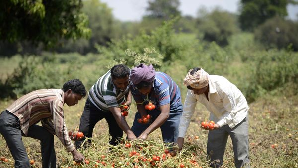 Indian farmers Kalidas Devipujak(3R),Manubhai Talpada(2R)and Navghanbhai Talpada(R)are joined by a colleague as they pluck ripe tomatos in a field in the village of Alindra, Nadiad Taluka District some 55kms from Ahmedabad - Sputnik International