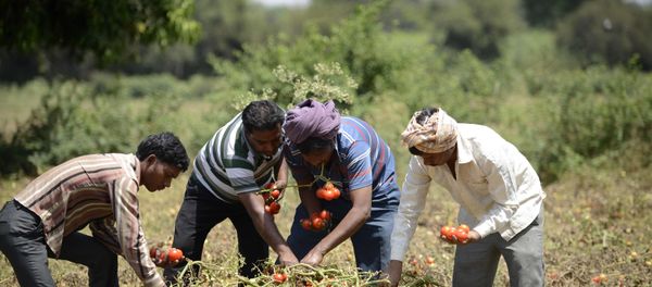 Indian farmers Kalidas Devipujak(3R),Manubhai Talpada(2R)and Navghanbhai Talpada(R)are joined by a colleague as they pluck ripe tomatos in a field in the village of Alindra, Nadiad Taluka District some 55kms from Ahmedabad Indian farmers Kalidas Devipujak(3R),Manubhai Talpada(2R)and Navghanbhai Talpada(R)are joined by a colleague as they pluck ripe tomatos in a field in the village of Alindra, Nadiad Taluka District some 55kms from Ahmedabad - Sputnik International