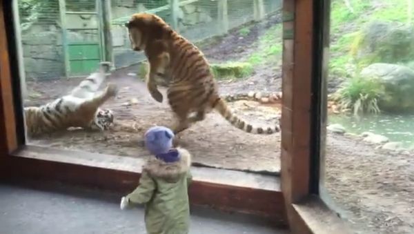 Dublin Zoo wake up call - Sputnik International