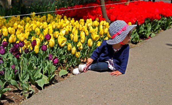 Tulips in Tehran Tulips in Tehran - Sputnik International