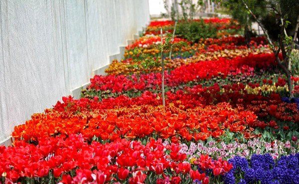 Tulips in Tehran Tulips in Tehran - Sputnik International