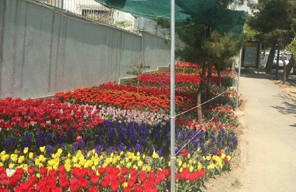 Tulips in Tehran Tulips in Tehran - Sputnik International