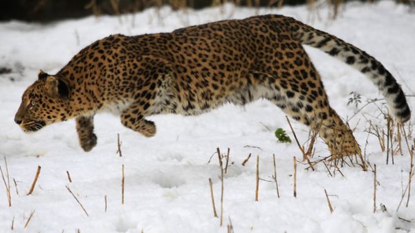 A female leopard moves inside a snow covered enclosure at Dachigam Wildlife Sanctuary, outskirts of Srinagar, India. (File) A female leopard moves inside a snow covered enclosure at Dachigam Wildlife Sanctuary, outskirts of Srinagar, India. (File) - Sputnik International