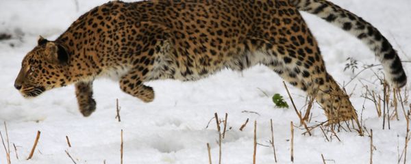 A female leopard moves inside a snow covered enclosure at Dachigam Wildlife Sanctuary, outskirts of Srinagar, India. (File) A female leopard moves inside a snow covered enclosure at Dachigam Wildlife Sanctuary, outskirts of Srinagar, India. (File) - Sputnik International