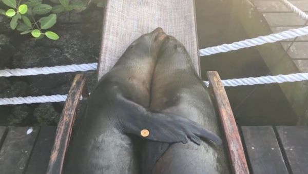 Sea Lions in Lawn Chairs - Sputnik International
