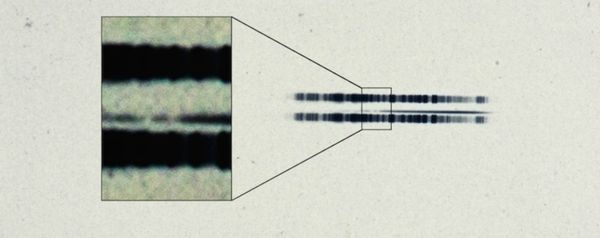 The 1917 photographic plate spectrum of van Maanen's star from the Carnegie Observatories’ archive. The pull-out box shows the strong lines of the element calcium, which are surprisingly easy to see in the century old spectrum.  The spectrum is the thin, (mostly) dark line in the center of the image. The broad dark lanes above and below are from lamps used to calibrate wavelength, and are contrast-enhanced in the box to highlight the two “missing” absorption bands in the star. - Sputnik International