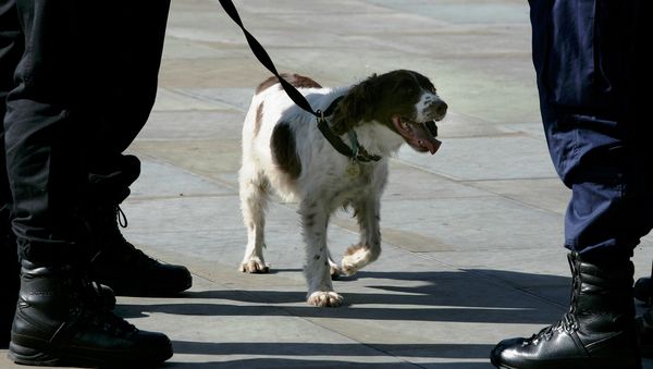 A police dog handler talks with a colleague as his sniffer dog waits outside the GMEX (Greater Manchester Exhibition centre) in Manchester, northern England, September 21, 2006. - Sputnik International