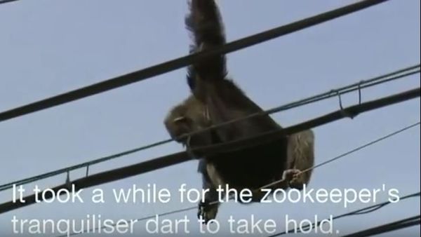 Escaped chimp rescued from power line in Japan - Sputnik International