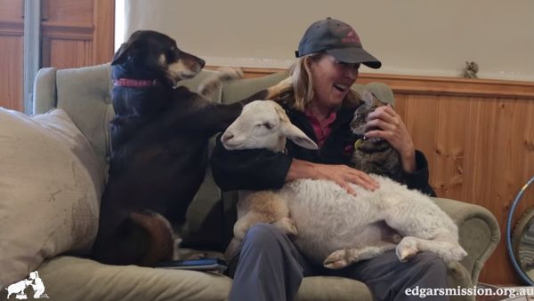 Needy Dog - Sputnik International