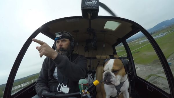 Dog is my co-pilot. Seagulls are my enemy. - Sputnik International