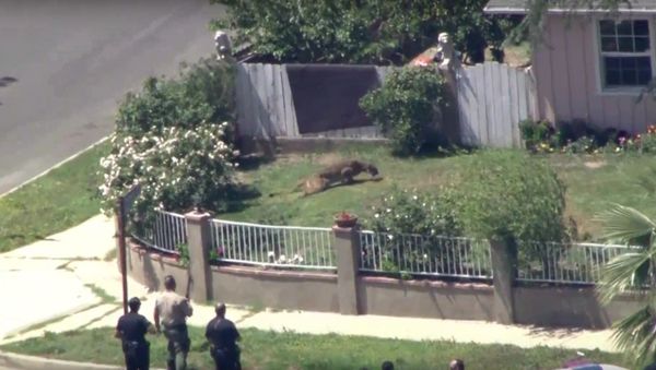 Mountain lion dashes from Los Angeles school to backyard - Sputnik International