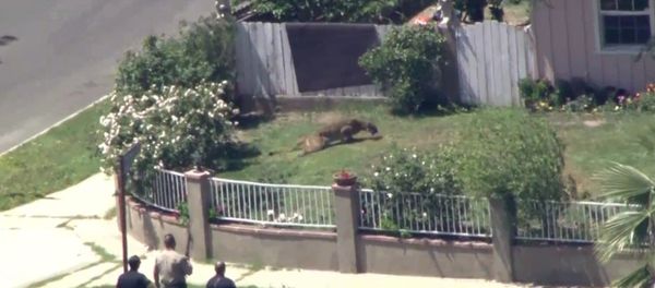 Mountain lion dashes from Los Angeles school to backyard - Sputnik International