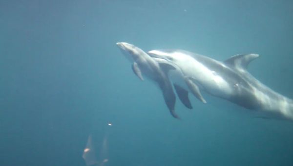 Pacific white-sided dolphin calf - Sputnik International