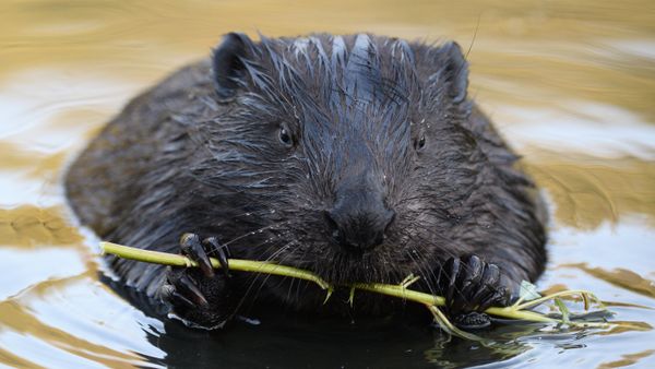 Beaver - Sputnik International