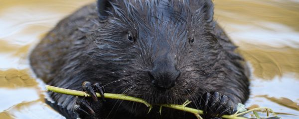 Beaver - Sputnik International