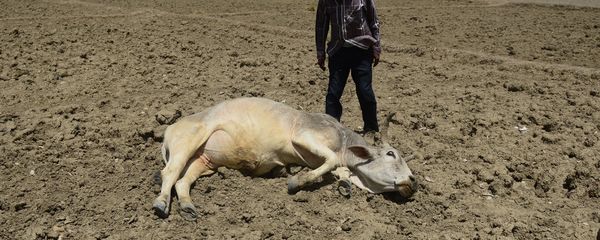 An India farmer tries to revive his unconscious cattle dying on an unploughed field during a water crisis in Gondiya village, 45km from Allahabad, on April 21, 2016 An India farmer tries to revive his unconscious cattle dying on an unploughed field during a water crisis in Gondiya village, 45km from Allahabad, on April 21, 2016 - Sputnik International