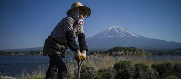 A Japanese gardener works by Kawaguchi Lake overlooking Mount Fuji in Fujikawaguchiko on May 13, 2015 - Sputnik International