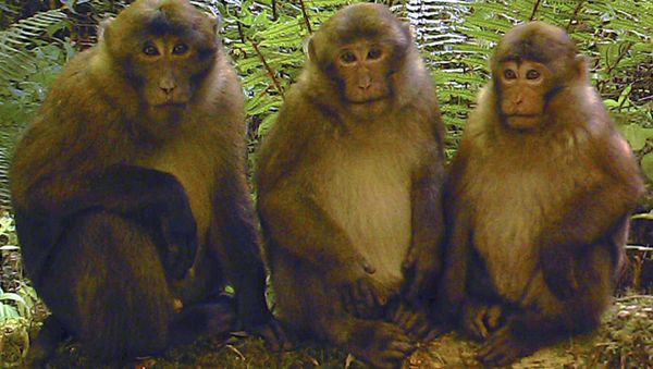 White-cheeked macaques (Macaca leucogenys) - Sputnik International