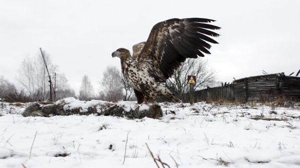 Орел на фоне заброшенного дома в белорусской деревне Дронки - Sputnik International