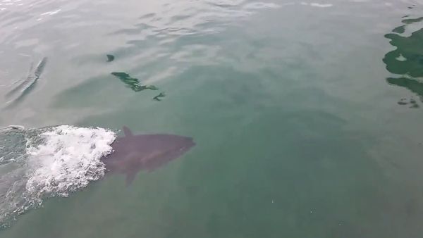 Tuna VS. Seagull - Sputnik International