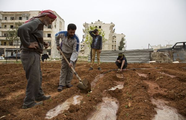 Residents of the rebel-held city of Aleppo plant their own crops on March 26, 2016, as they try to become self-sufficient due to the scarcity of food products and increase in prices. - Sputnik International