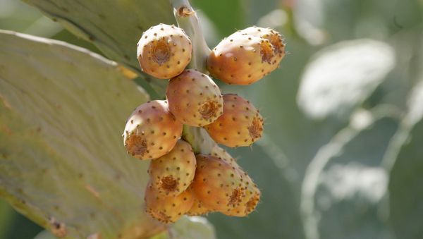 Ripe prickly pears are seen growing from the tip of cactus nodules in the Syrian capital Damascus. The fruit can be picked, peeled and eaten as a fruit or made into a jam or marmalade. - Sputnik International
