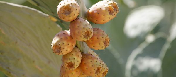 Ripe prickly pears are seen growing from the tip of cactus nodules in the Syrian capital Damascus. The fruit can be picked, peeled and eaten as a fruit or made into a jam or marmalade. Ripe prickly pears are seen growing from the tip of cactus nodules in the Syrian capital Damascus. The fruit can be picked, peeled and eaten as a fruit or made into a jam or marmalade. - Sputnik International