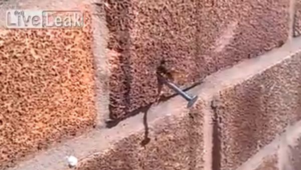 Bee pulls nail from wall - Sputnik International