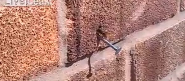 Bee pulls nail from wall Bee pulls nail from wall - Sputnik International