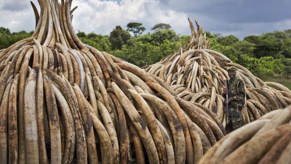 Kenya Ivory Burning - Sputnik International