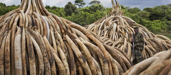 Kenya Ivory Burning Kenya Ivory Burning - Sputnik International