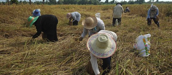 Thai farmers harvest rice at a field in the Takbai district of Thailand's restive southern province of Narathiwat on March 17, 2016 - Sputnik International