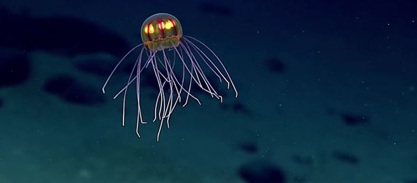 Jellyfish: April 24, 2016 Jellyfish: April 24, 2016 - Sputnik International