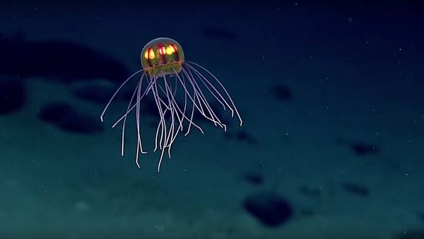Jellyfish: April 24, 2016 - Sputnik International