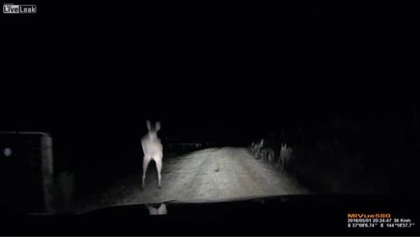 Kangaroo Attacks Car - Sputnik International