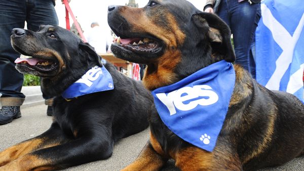 Scottish Elections Scottish Elections - Sputnik International