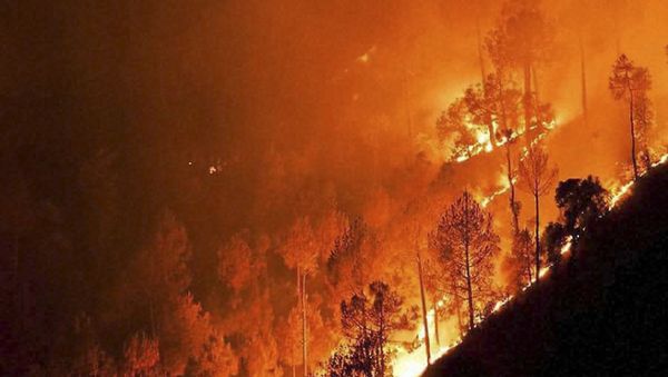a forest fire - Sputnik International