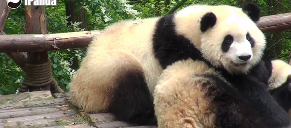 Who wants a panda wake-up call? - Sputnik International