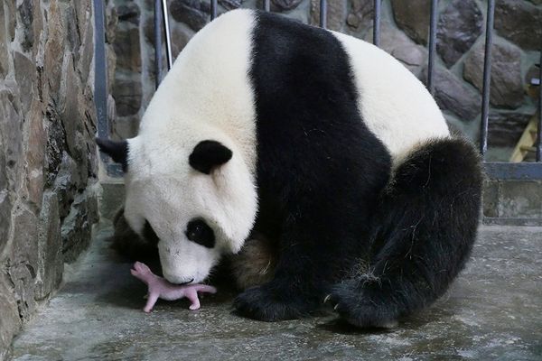 Mother giant panda Aibang is seen with her newborn cub at a giant panda breeding centre in Chengdu, Sichuan Province, China, May 6, 2016. - Sputnik International