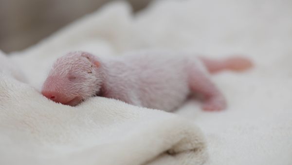 A newborn male giant panda cub is seen inside an incubator at a giant panda breeding centre in Chengdu, Sichuan Province, China, May 6, 2016. - Sputnik International