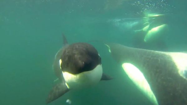 Drone Follows Family of Orca Whales - Sputnik International