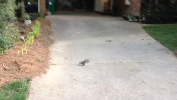 Squirrel with no hind legs does handstand to get around - Sputnik International