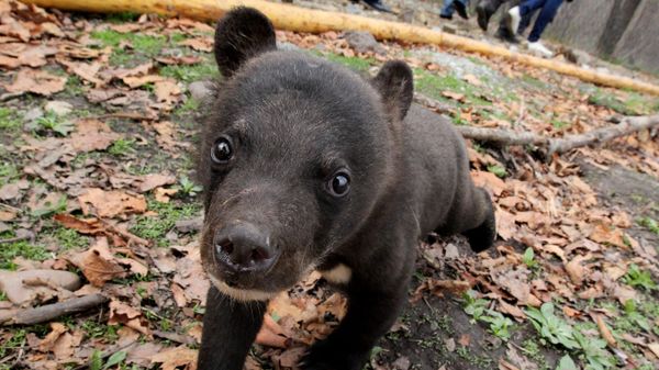 Himalayan bear cub - Sputnik International