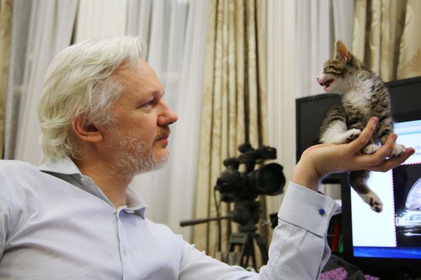 WikiLeaks founder Julian Assange holds up his new kitten at the Ecuadorian Embassy in central London, Britain. (File) - Sputnik International