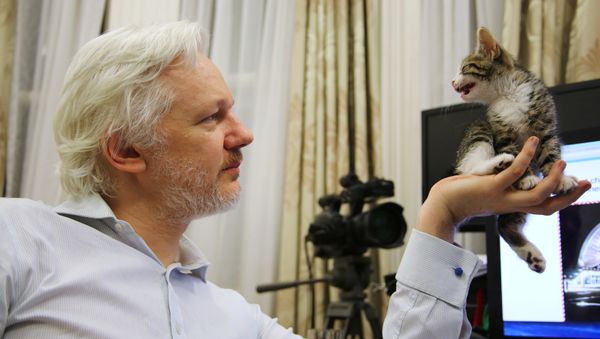 WikiLeaks founder Julian Assange holds up his new kitten at the Ecuadorian Embassy in central London, Britain. (File) WikiLeaks founder Julian Assange holds up his new kitten at the Ecuadorian Embassy in central London, Britain. (File) - Sputnik International