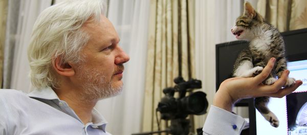 WikiLeaks founder Julian Assange holds up his new kitten at the Ecuadorian Embassy in central London, Britain. (File) - Sputnik International