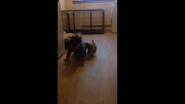 Pug Puppy chase! - Sputnik International
