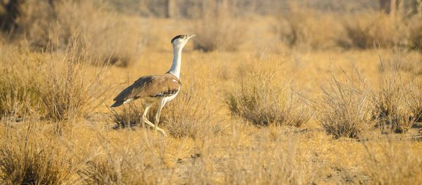 Great Indian Bustard Great Indian Bustard - Sputnik International